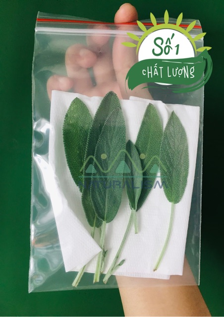 Lá Xô Thơm Tươi | Khô Sage dùng nấu ăn pha trà
