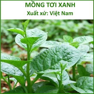 Hạt Giống Rau Mồng Tơi Xanh Lá To (20g)