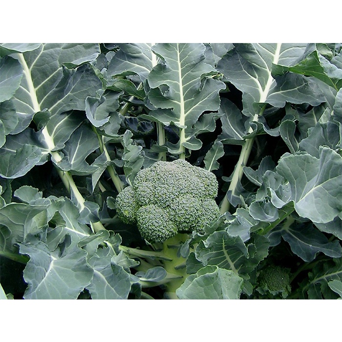 1 Cây BÔNG CẢI XANH/TRẮNG SÚP LƠ cao 5-10cm.200ktặng0.5Ldịchtrùn. SHIP 30PHÚT KHO QUẬN11,7,9,THỦĐỨC, PHÚNHUẬN