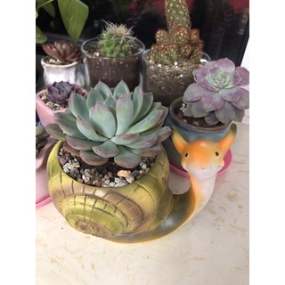 chậu sen đá hình thú cute (oder)