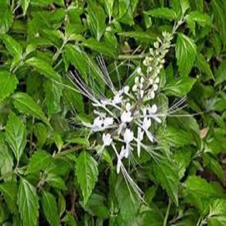 Cây Râu mèo tr bệnh 1 kg