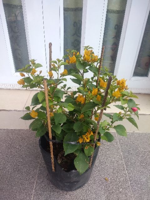 Cây hoa giấy  siêu hoa