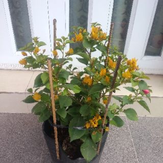 Cây 🌲 Hoa Giấy ( màu vàng ) siêu hoa Leo ♌ giàn