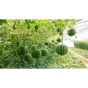 Gói 20 Hạt giống dưa hấu trái táo baby vỏ siêu mỏng (Apple WaterMelon )