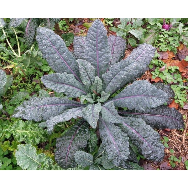 150 HẠT GIỐNG KALE DAZZLING F1