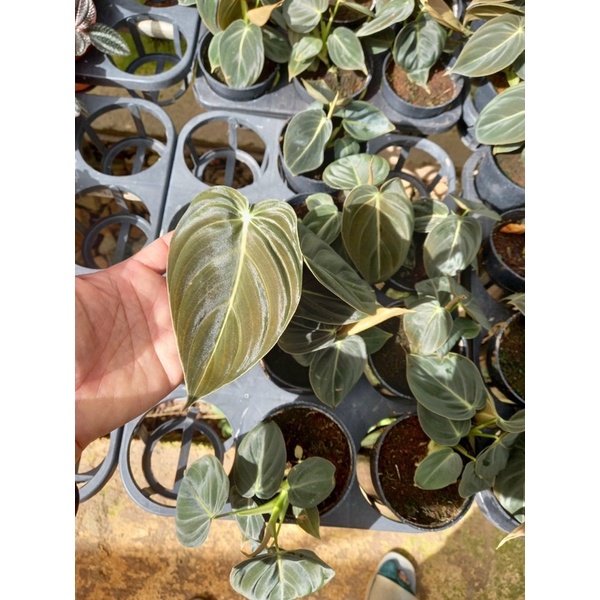 Chậu cứng philodendron melano