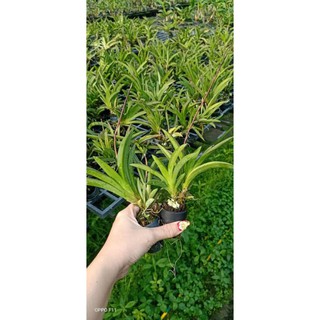 Lan vũ nữ bút chì đang nụ hoa