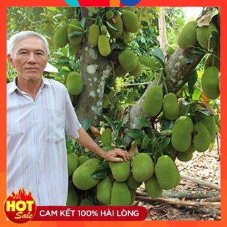Cây Giống Mít Tố Nữ Siêu Trái