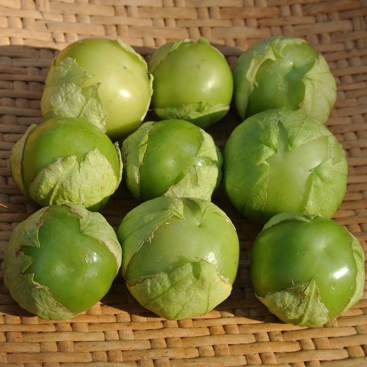 Hạt giống Thù Lù Xanh Khổng Lồ F1 (blue tomatillo) Nhập Mỹ nảy mầm 100%- 30 hạt (tầm bóp tây)