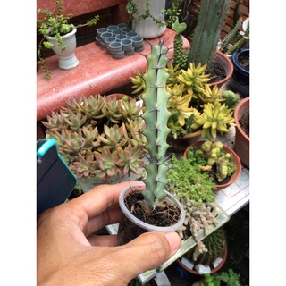 Xương rồng euphor gai
