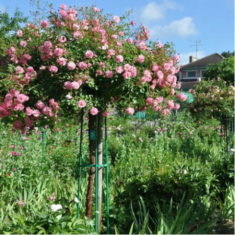 Hạt Giống Hoa Hồng Mix Đủ Loại (gói 50 hạt, tặng phân)