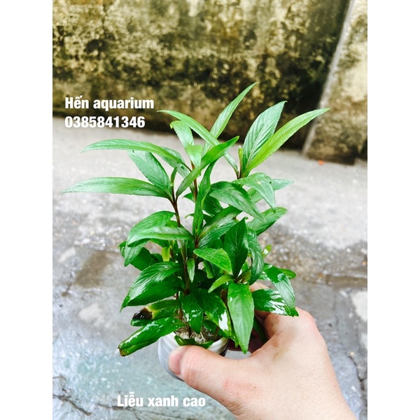 Cây thuỷ sinh Liễu xanh cao - siêu khoẻ và dễ trồng . combo 8️⃣ k / 5 cây