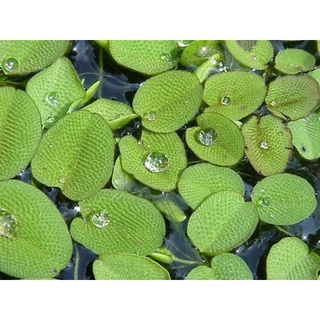 bèo Nhật/ vảy ốc ( bèo ong) set 5 khóm size đại