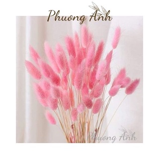 20 Cỏ khô Lagurus Bunny Tails decor phụ kiện trang trí chụp ảnh, tiệc cưới