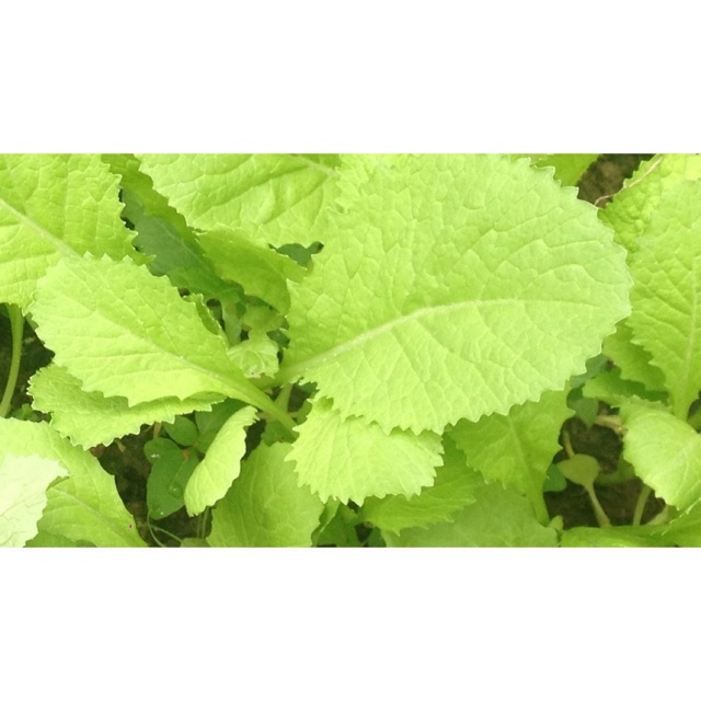 HẠT GIỐNG RAU CẢI BẸ VÀNG A1 50gr
