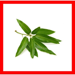 Lá xoài tươi - vườn nhà