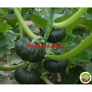 20 Hạt giống Bí Nhật Xanh - Hạt Chuẩn Nảy Mầm Tốt