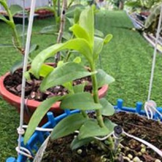 Hoa lan -5ct ngọc sơn cước