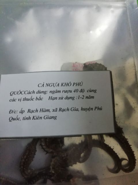 Combo 10 con cá ngựa size 5-6cm