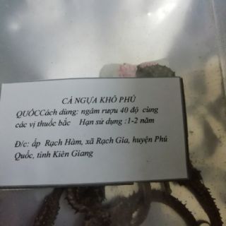 Combo 10 con cá ngựa size 5-6cm