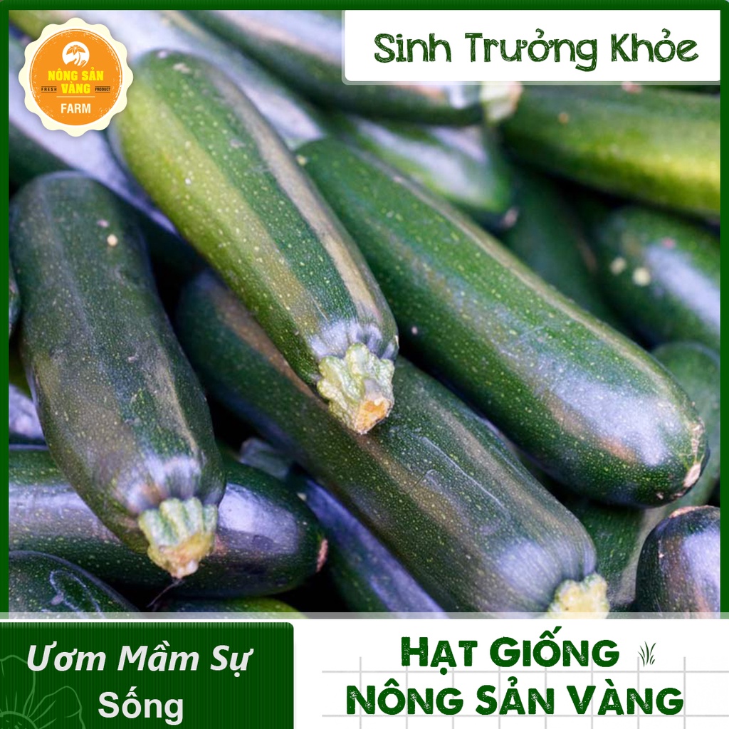 Hạt giống Bí Ngòi ( Gói 10 Hạt ) - Nông Sản Vàng