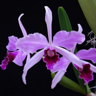 Cát lan cây trưởng thành
