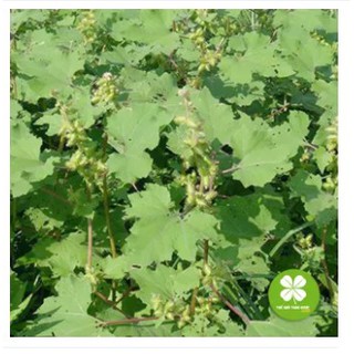 Ké đầu ngựa (gói 1kg) - NDX172