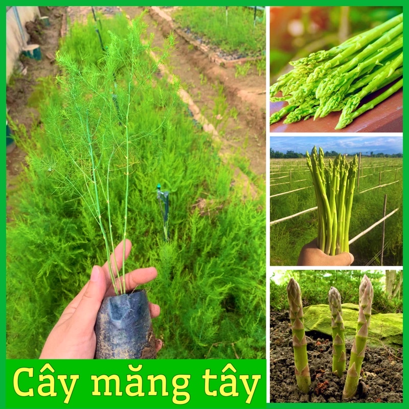 Cây măng tây xanh cao 20-30 cm trồng 4 tháng có măng dễ chăm sóc( ảnh thật hình cuối)