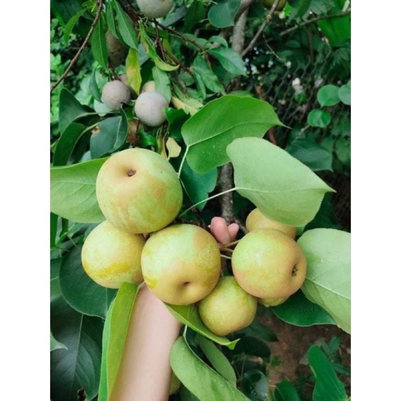 Lê sấy cắt lát thơm ngọt