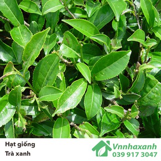 Hạt Giống Trà Xanh/ Chè - Tea Tree