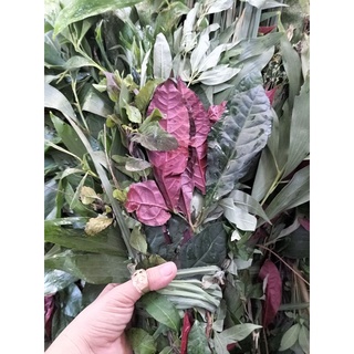 Bó lá xông tươi gồm các loại lá bảo vệ sức khỏe / lá xông xương rồng diệt sâu bọ