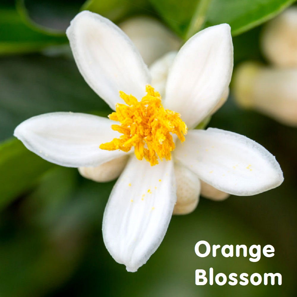 Tinh dầu hoa cam Orange Blossom Essential Oil