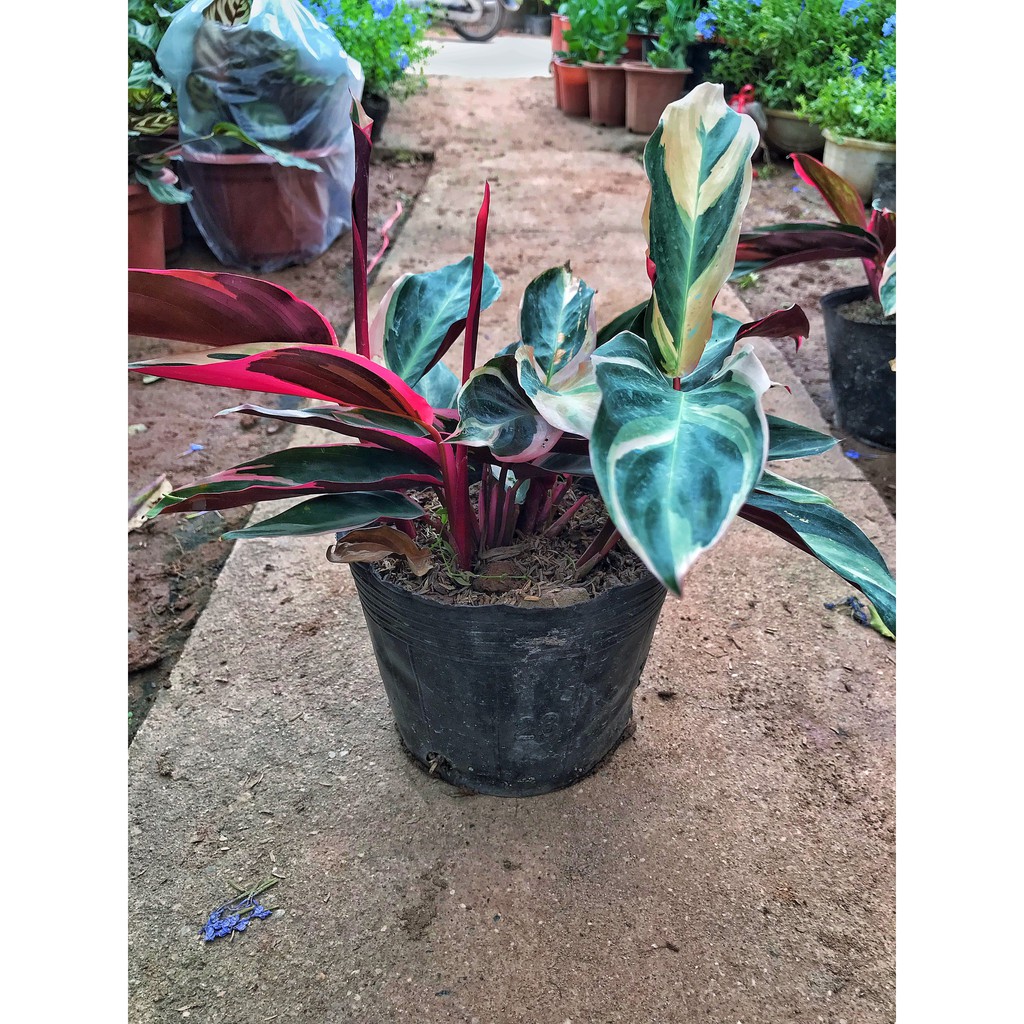 Cây chuối hoàng yến lá đỏ, chiều cao 25-30cm, dễ trồng chăm sóc, trang trí sân vườn và để bàn