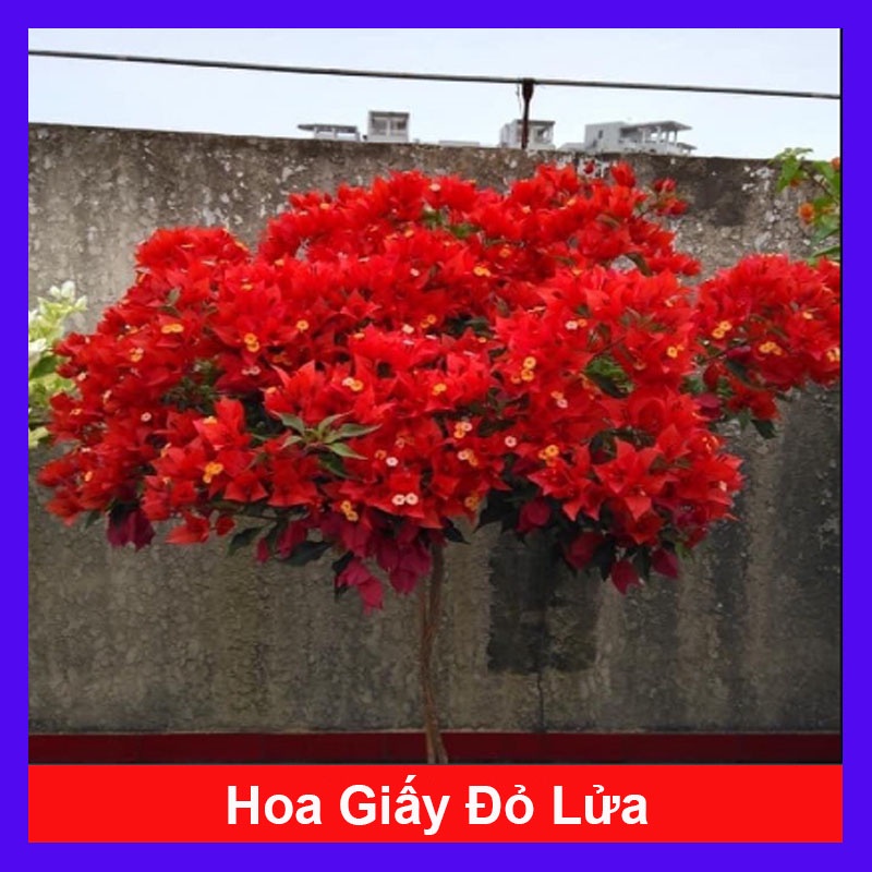 Cây Hoa Giấy Đỏ Lửa - cây cảnh để bàn - caykiengsadec