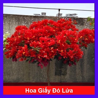 Cây Hoa Giấy Đỏ Lửa - cây cảnh để bàn - caykiengsadec