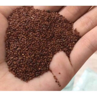 100g Hạt ngũ hoa (đình lịch)