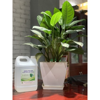 Dung dịch lau nhà sát khuẩn Anolyte EOC Can 2 lít và 5 lít