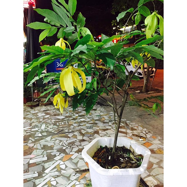 Cây hoa dẻ, cây hoa rẻ giống hay cây móng rồng, hoa vàng chùm, hoa thơm