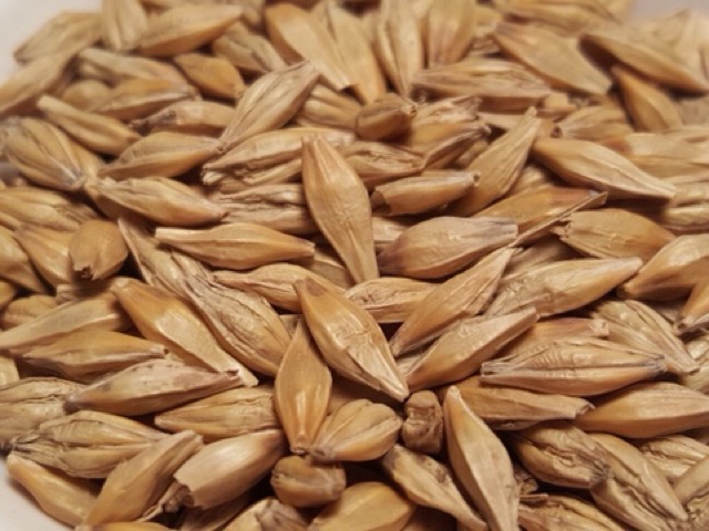 4kg hạt đại mạch (Barley Seed) dinh dưỡng cho Pet.