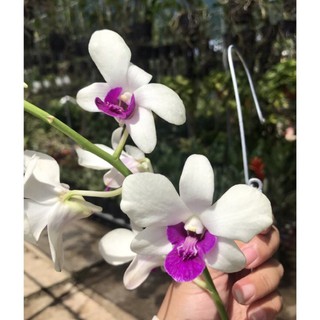 (1 chậu) Hoa lan dendro trắng tím - hàng lá