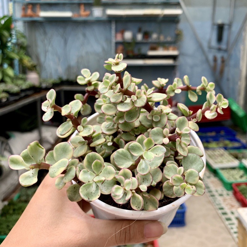 SEN ĐÁ ĐÔLA TO 10cm