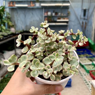 Sen đá đôla to 10cm