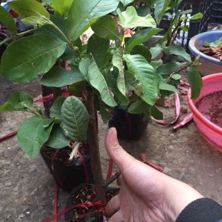 Cây giống ổi nữ hoàng