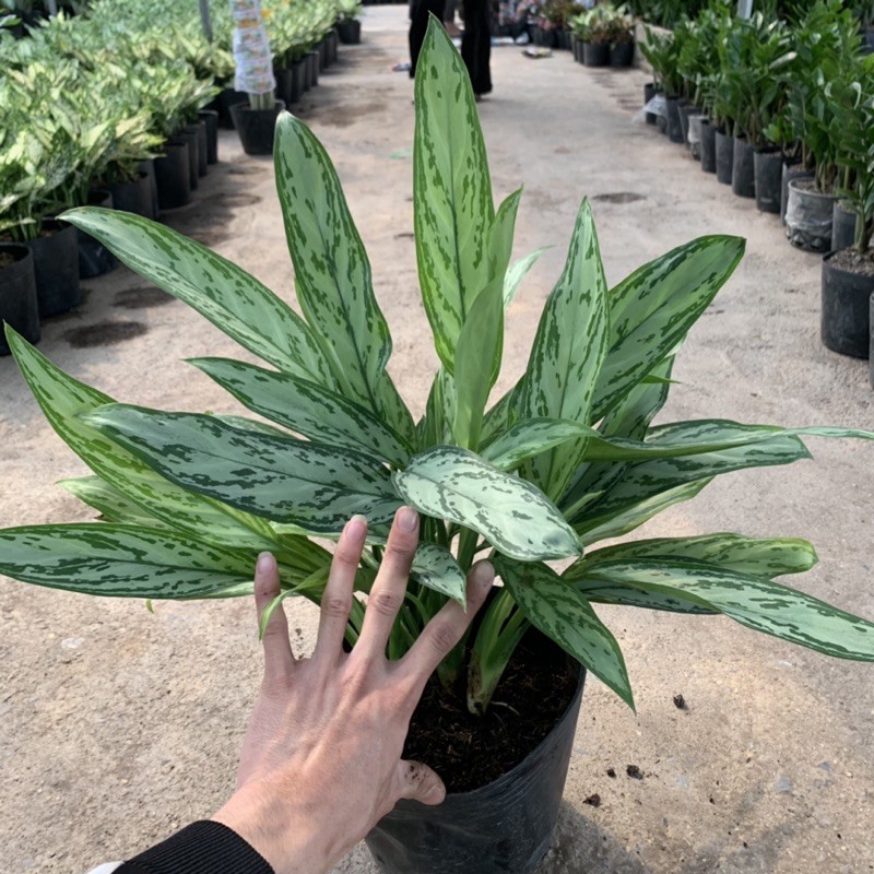 Cây ngân hậu trồng nội thất cao 35cm, bụi cây xum xuê tươi tốt mang vẻ đẹp lạ mắt, thích hợp trồng nội thất và để bàn