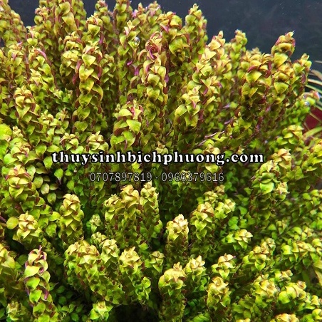 ROTALA PEARL - VẨY ỐC NGỌC TRAI - CÂY THỦY SINH MÀU TÍM