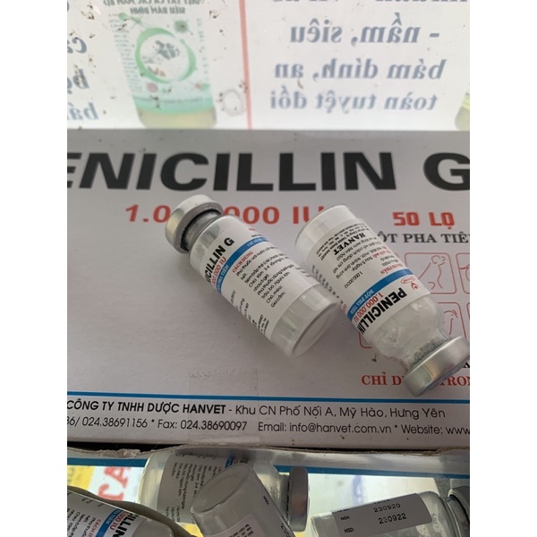 5 lọ penicillin - dùng tốt cho trâu, bò, ngựa, heo, chó, mèo, gia cầm