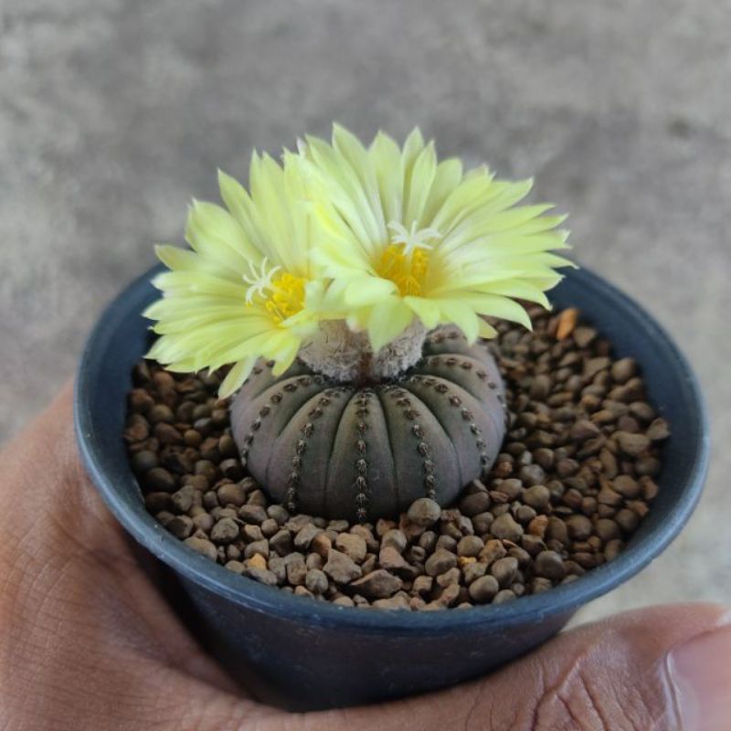 (New sale 50%) Xương rồng frailea castanea 2,5_3 cm