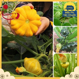 Hạt Giống Bí Đĩa Bay