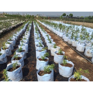 Túi Vải Trồng Cây Size 25*25