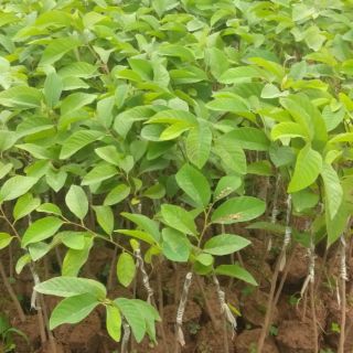 Cây na đài loan giống